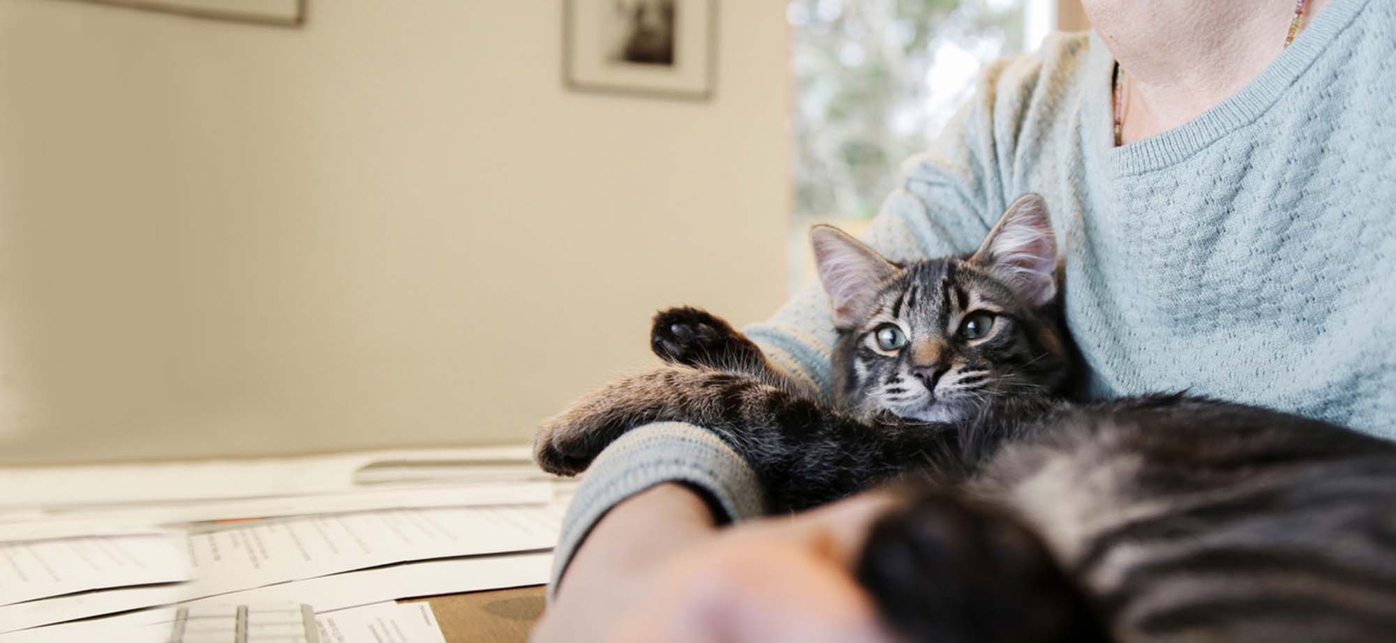 Cat lying on arm.